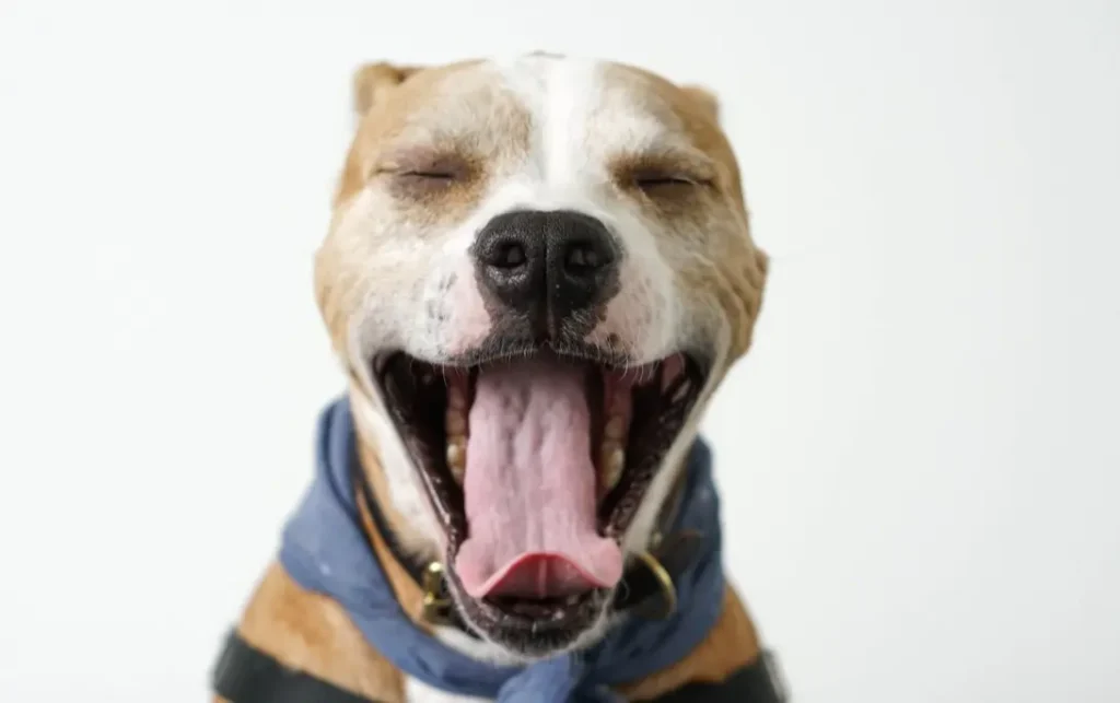 dogs can catch your yawn